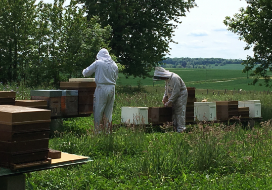 © Le Rucher de Cantiers  Le Rucher de Cantiers