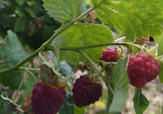 Les Plaisirs de Cri Cri