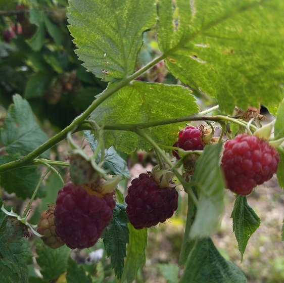 Les Plaisirs de Cri Cri