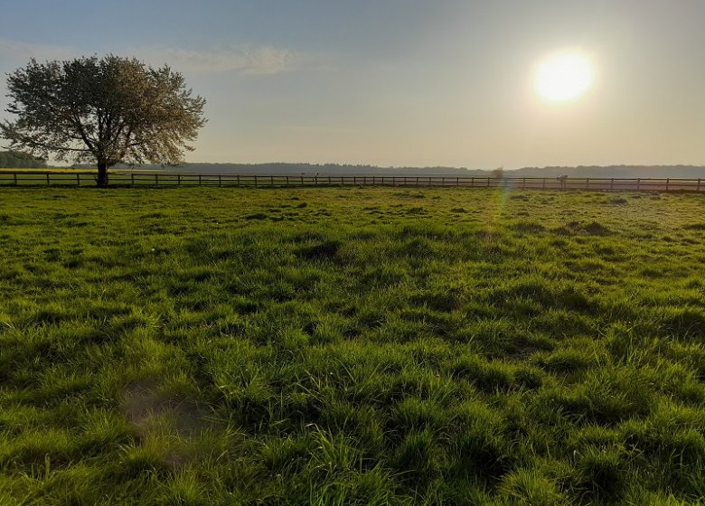 Haras de la Mare Hermier – Elevage- Promenade.