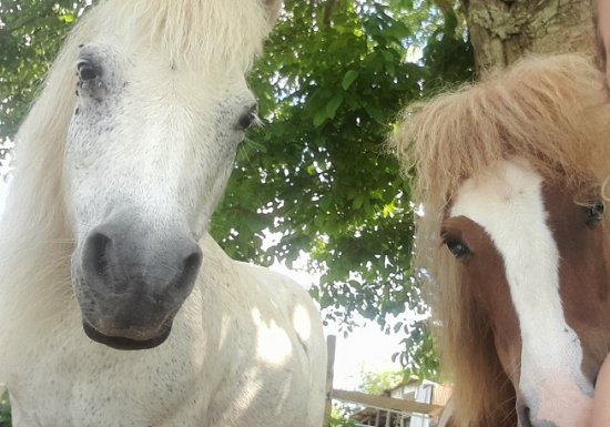 Haras de la Mare Hermier – Elevage- Promenade.