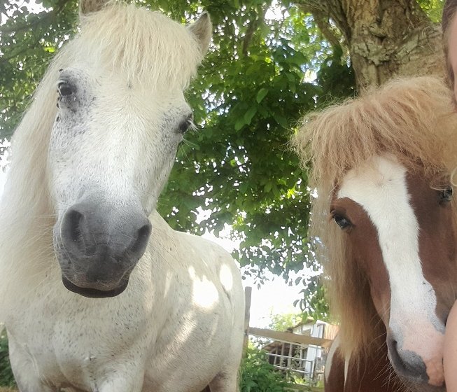 Haras de la Mare Hermier – Elevage- Promenade.