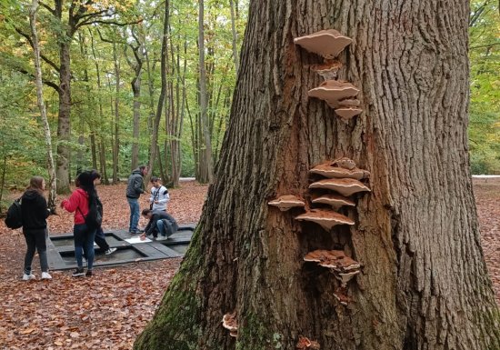 © Virginie Bouffay VOTRE BOUFFAY D’AIR – Sophro balade