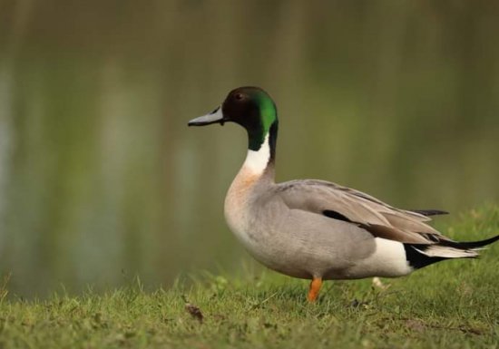 L’étang des cerises
