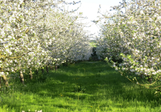La Ferme des Ruelles