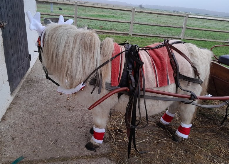 Haras de la Mare Hermier – Elevage- Promenade.
