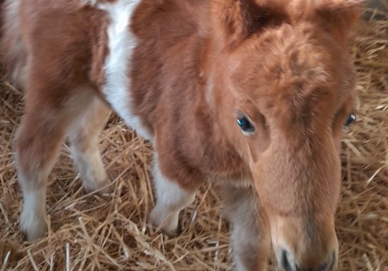 Haras de la Mare Hermier – Elevage- Promenade.