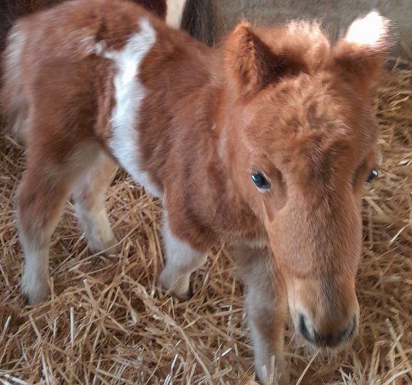 Haras de la Mare Hermier – Elevage- Promenade.
