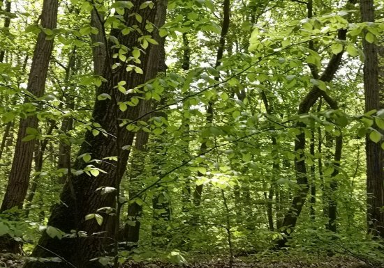 © Virginie Bouffay VOTRE BOUFFAY D’AIR – Sophro balade