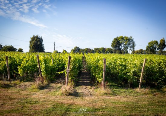 Vignoble Leprince Normandie