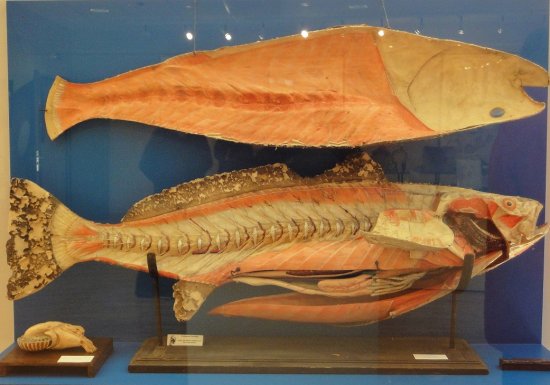 Musée de l’Ecorché d’Anatomie du Neubourg