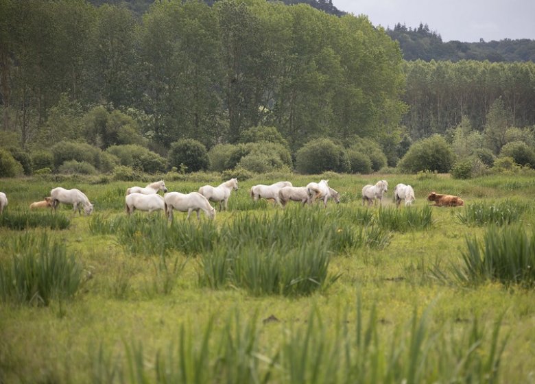 Espace Naturel Sensible : le Sentier de l’Anguille