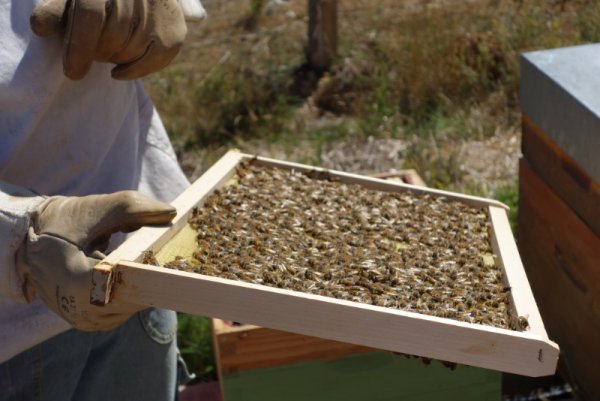 INITIEZ-VOUS À L’APICULTURE