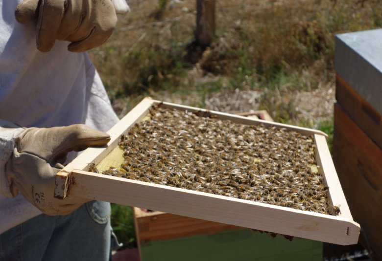 INITIEZ-VOUS À L’APICULTURE