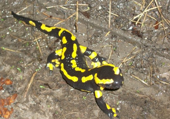 Espace Naturel Sensible : le Sentier des Bruyères