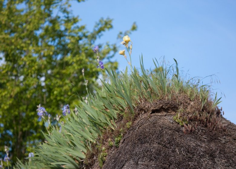 Le Petit Coq aux Champs