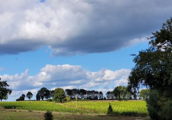 Vignoble Leprince Normandie
