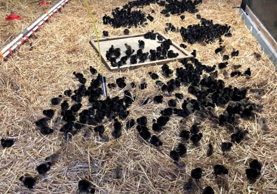 Escargots et Volailles de la Broche