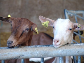 La Chèvrerie d’Elise