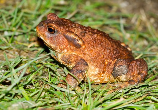 Balade au secours des amphibiens