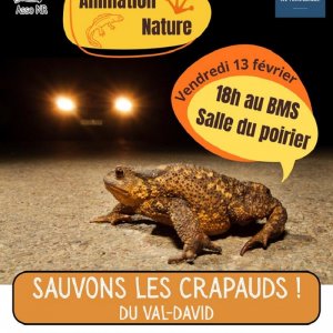 Sortie Nature : Sauvons les petits crapauds