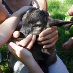 Promenade avec les animaux dans le bois