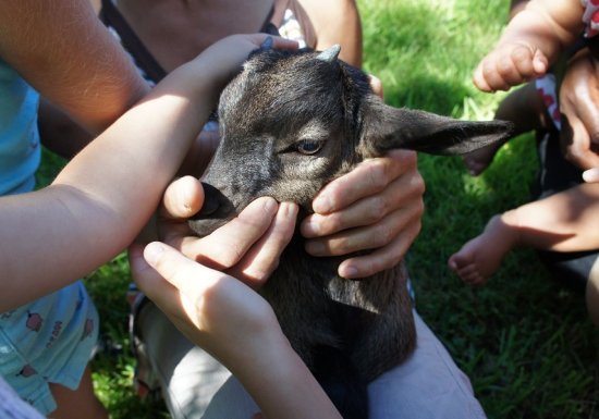 Visite de la ferme des cocottes