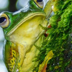 Festival Les Anthroposcènes : Conférence Comment Venir En Aide Aux Amphibiens