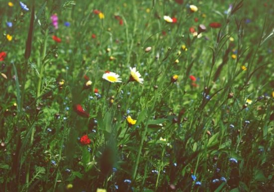Journée mondiale des abeilles