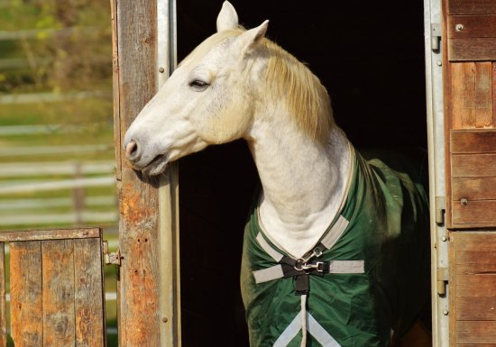 La chaumière aux poneys, centre équestre