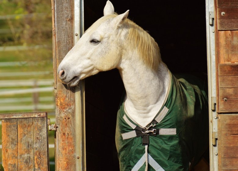 La chaumière aux poneys, centre équestre