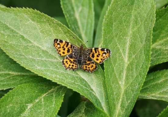 Journée mondiale de la biodiversité