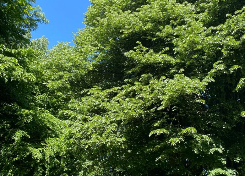 Domaine du Bosc Féré – Chambres d’hôtes