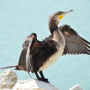 Pixabay Exposition – Portraits des Kerguelen