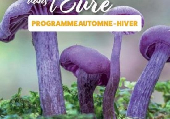 Sortie nature à Evreux : l&rsquo;humus en minuscule