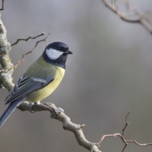 Journée mondiale des oiseaux migrateurs