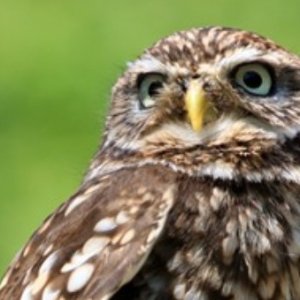 ©DR Chouette sortie