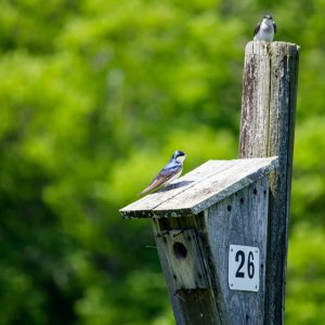 Atelier Construction de nichoirs