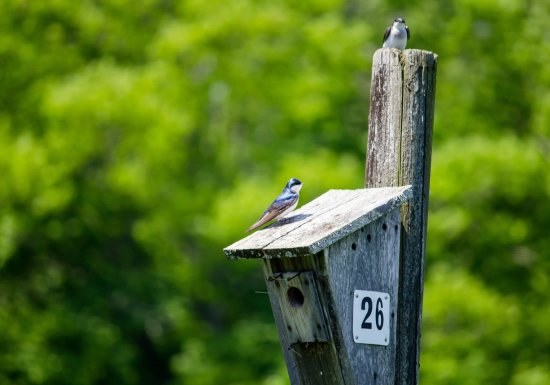 Atelier Construction de nichoirs