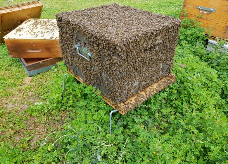 Mes abeilles – Apiculteur