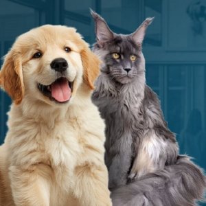 Salon : Univers du chiot et du chaton