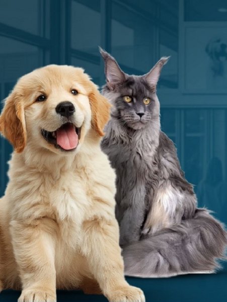 Salon : Univers du chiot et du chaton