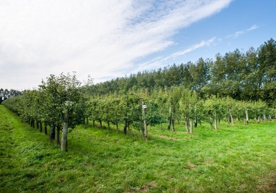 Ferme fruitière du Mesnil Jourdain