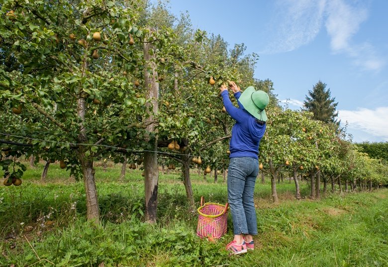 Ferme fruitière du Mesnil Jourdain
