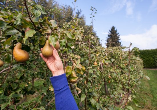 Ferme fruitière du Mesnil Jourdain