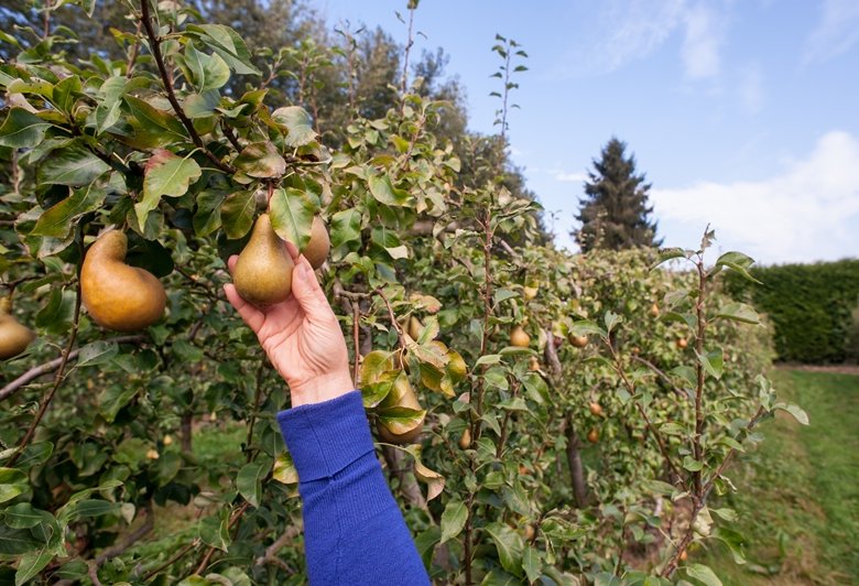 Ferme fruitière du Mesnil Jourdain