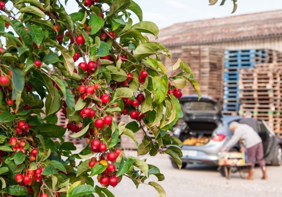 Ferme fruitière du Mesnil Jourdain