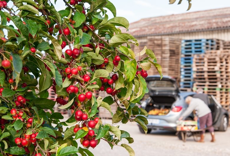 Ferme fruitière du Mesnil Jourdain